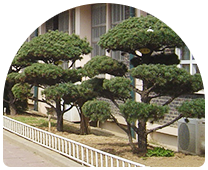 교목 개나리